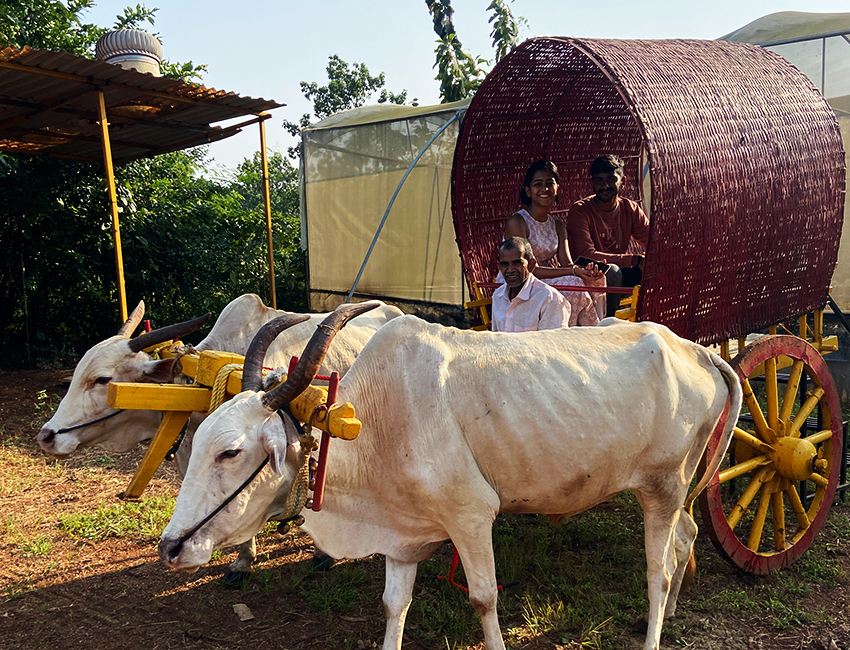 Bullock Cart in resort 